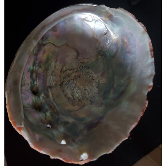 Vintage Large Red Abalone Shell Exquisite Specimen 7.5" Long X 6" Wide X 2" High - Picture 3 of 10